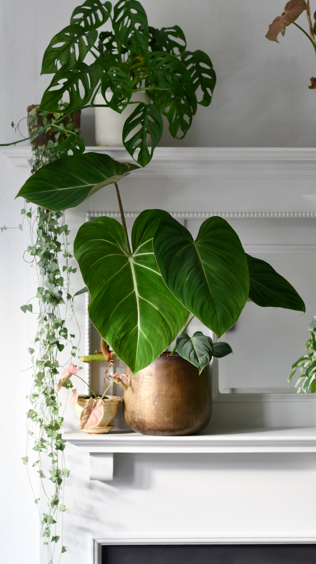 philodendron gloriosum x maximum Philodendron Gloriosum | Rare Houseplant