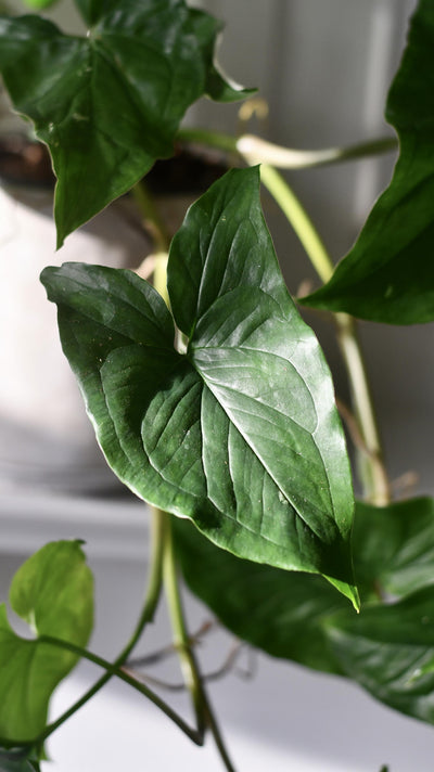 Syngonium Podophyllum