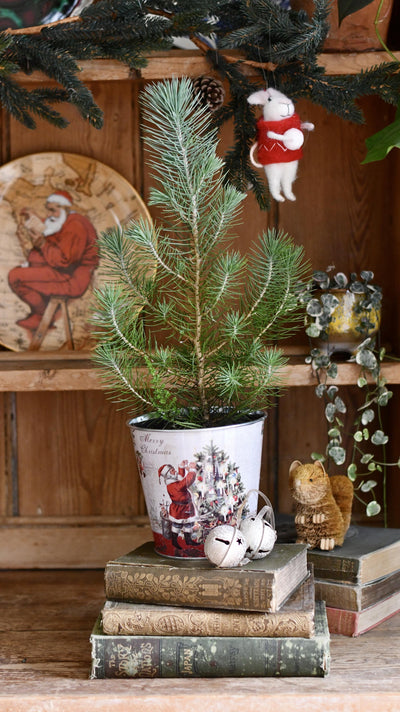 Mini Real Christmas Tree – Small Potted Spruce