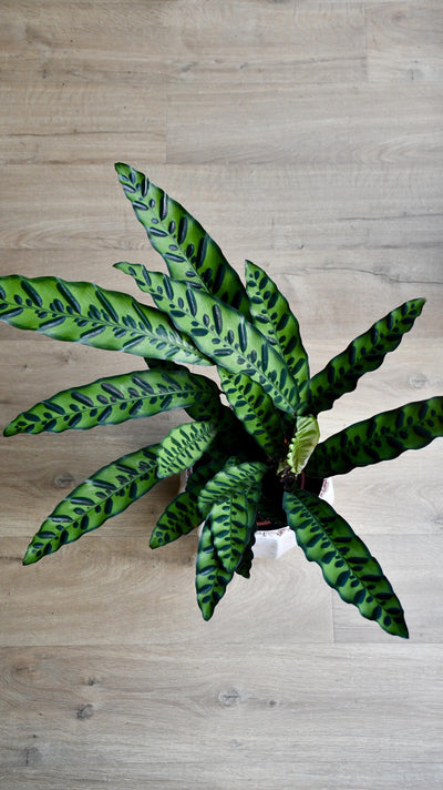 Large Rattlesnake Plant (Calathea Lancifolia)