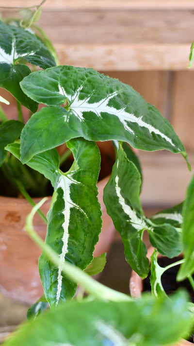 Syngonium Wendandii