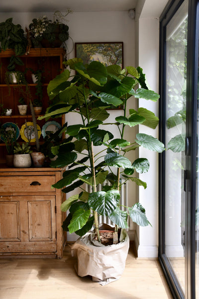 Extra Large Ficus Umbellata