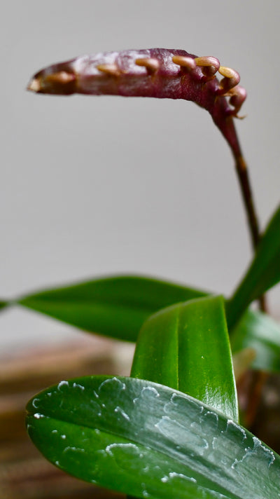 Bulbophyllum Falcatum Orchid
