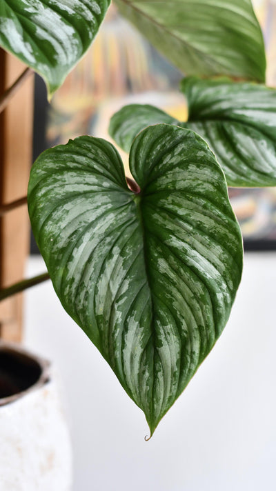 Philodendron Mamei *rare*