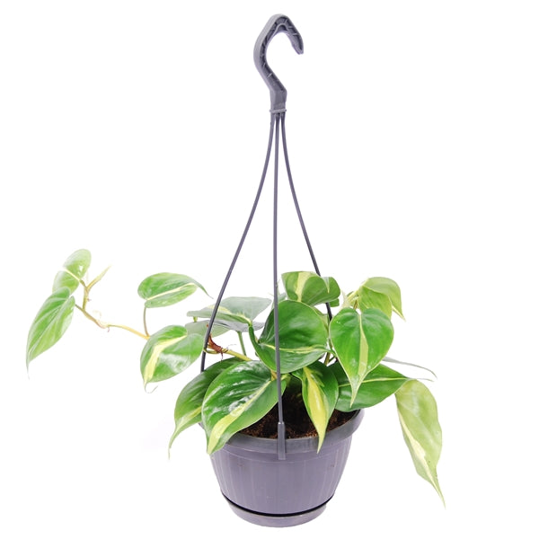 Hanging Philodendron Scandens Brasil