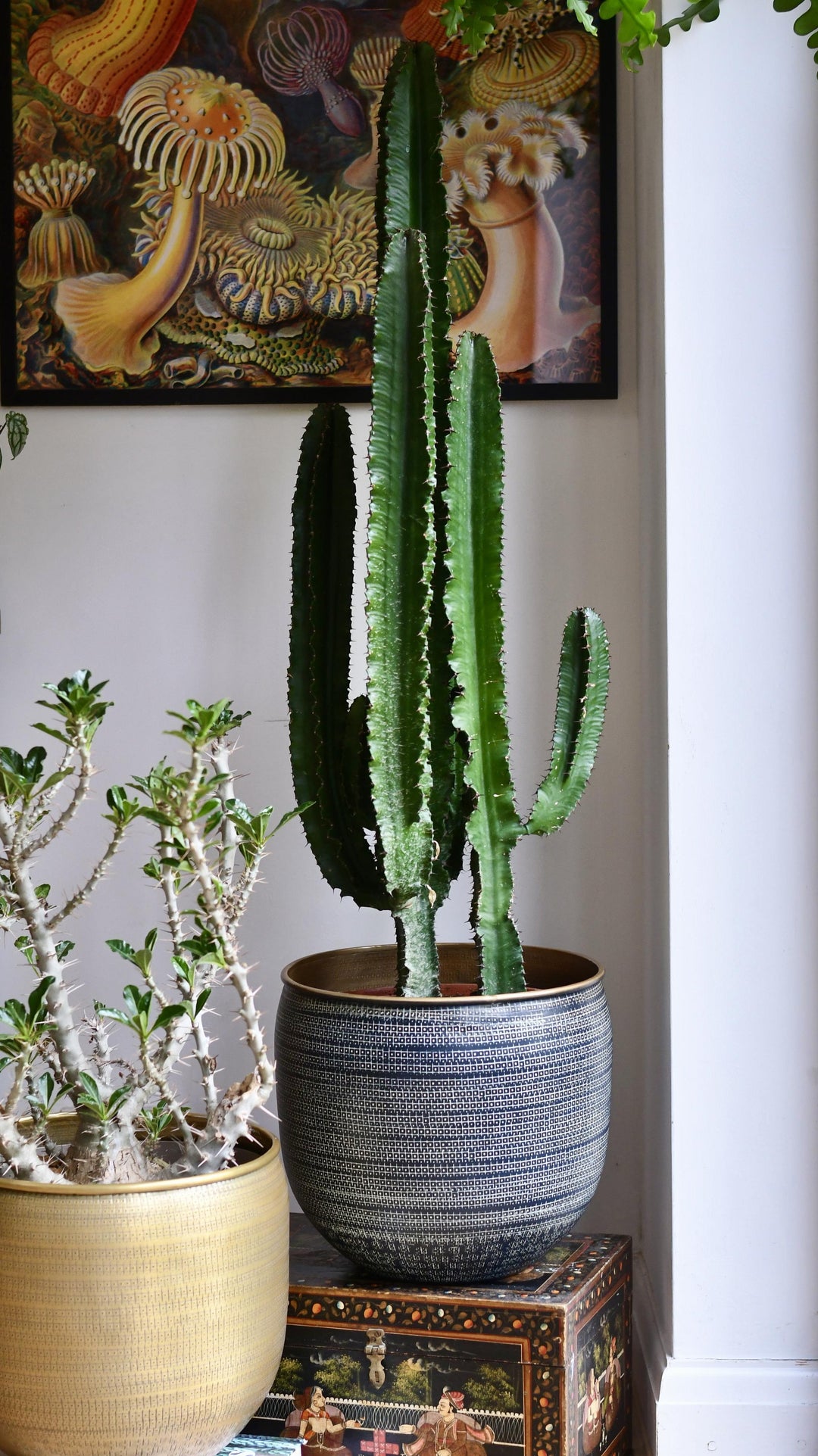 tall cactus succulent Tall Euphorbia Cactus | Large Cactus