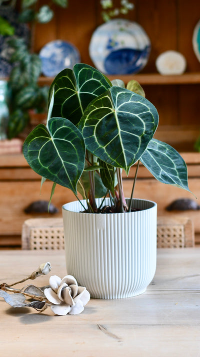 Large Anthurium Clarinervium