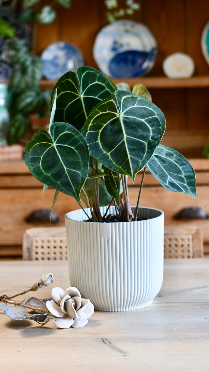 anthurium clarinervium uk Large Anthurium Clarinervium | Rare Indoor Plants