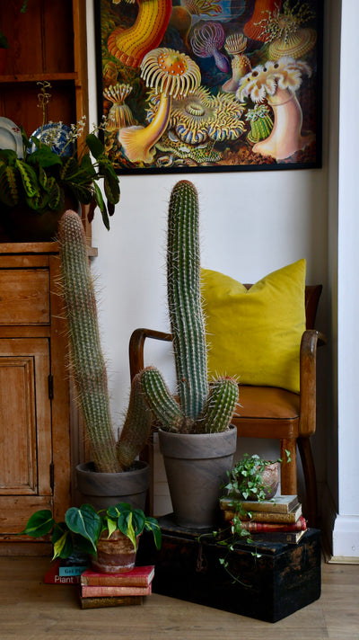 Pachycereus Cactus var.