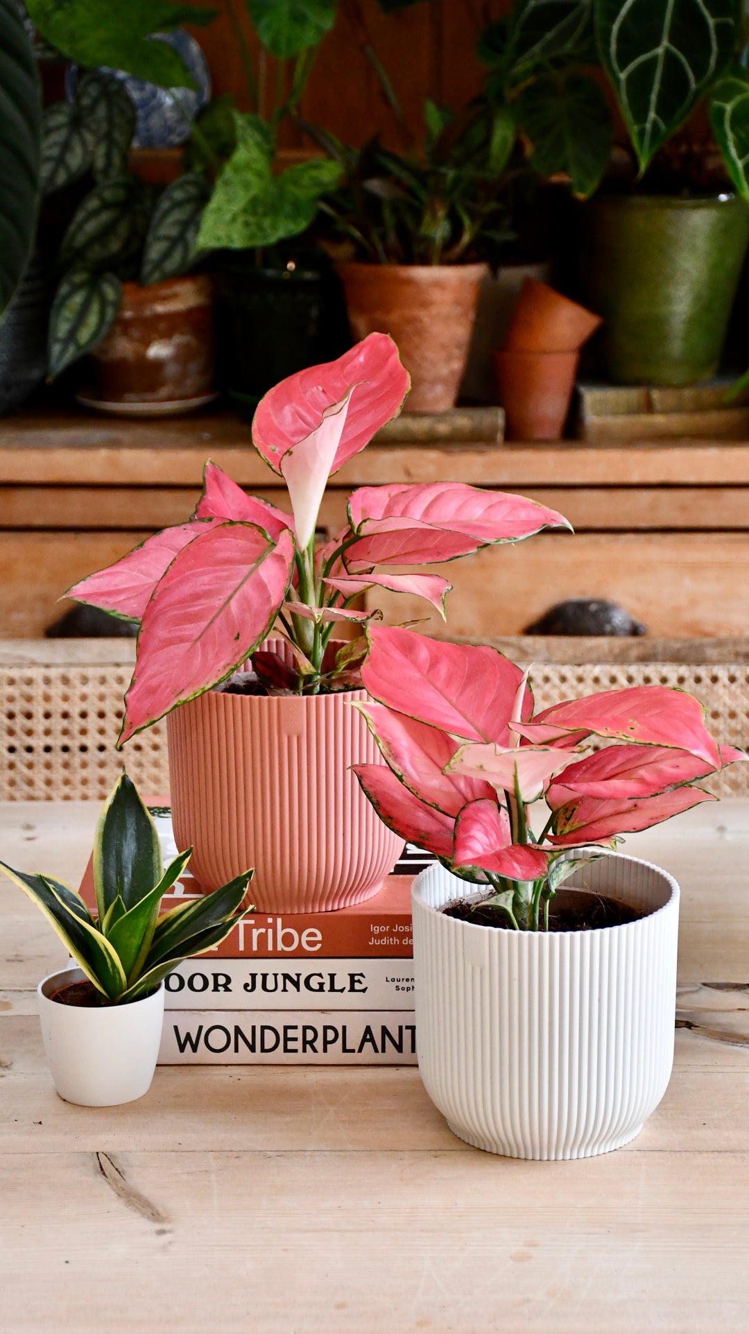 pink indoor plants Aglaonema Pink Star & Vibes Pot