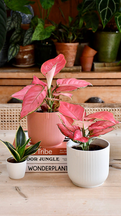 Aglaonema Pink Star and Vibes Pot