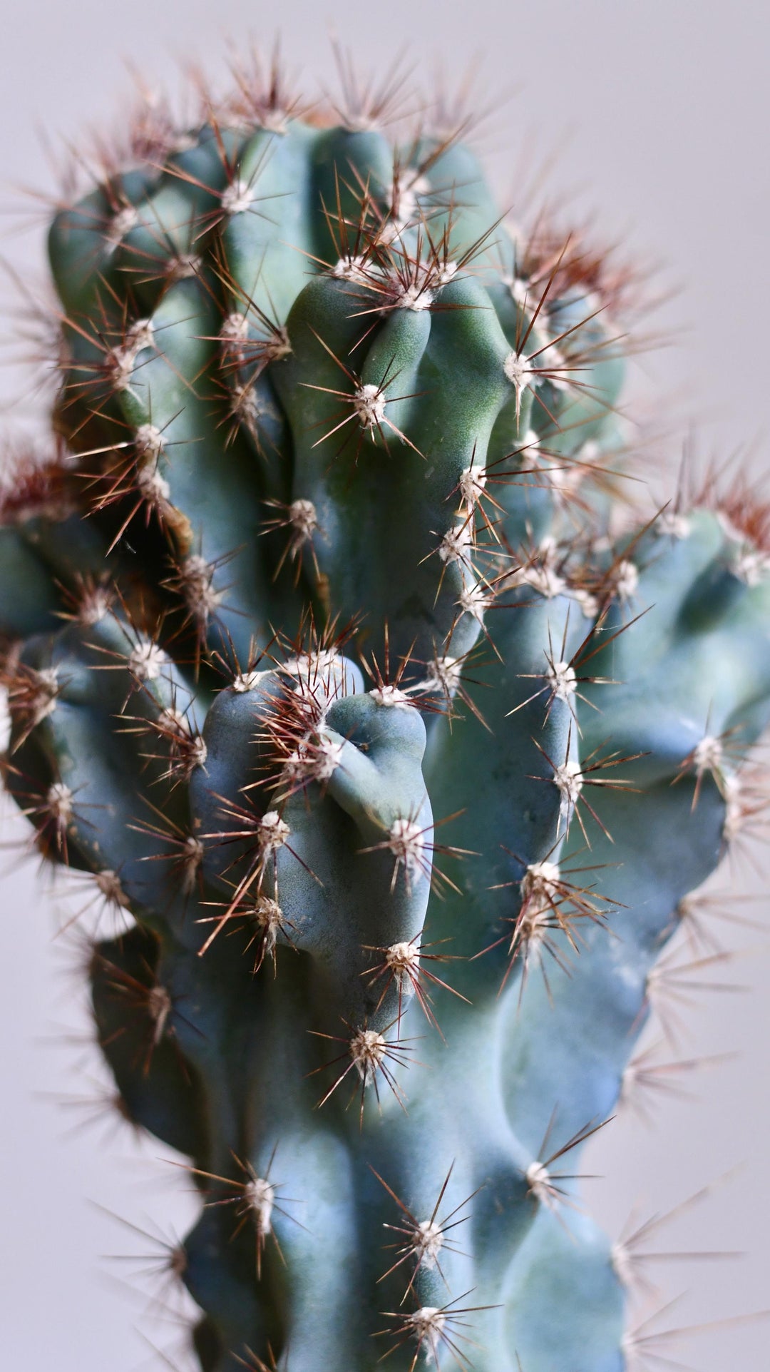 Cereus peruvianus 'Monstrosus' | Rare Cactus