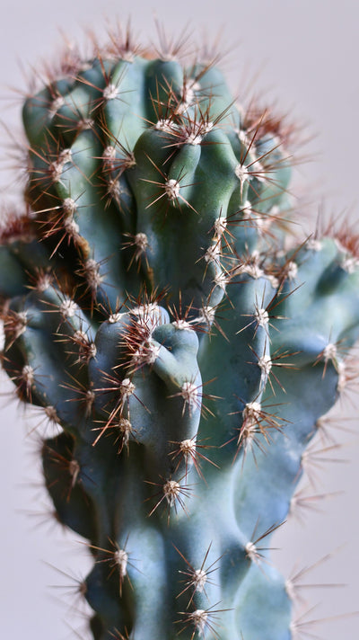 Cereus Peruvianus ‘Monstrosus’