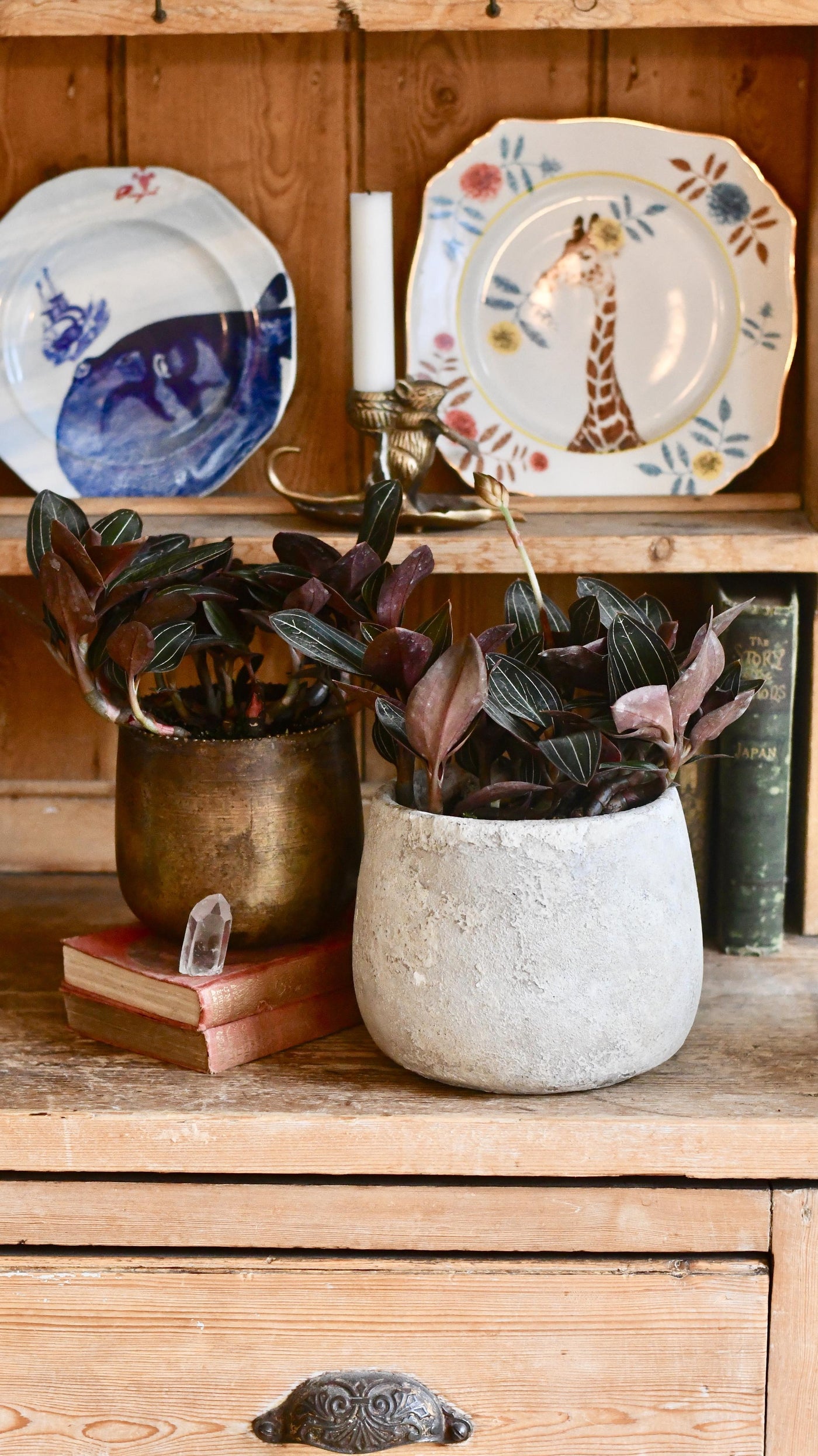 Ludisia discolor (Jewel Orchid)