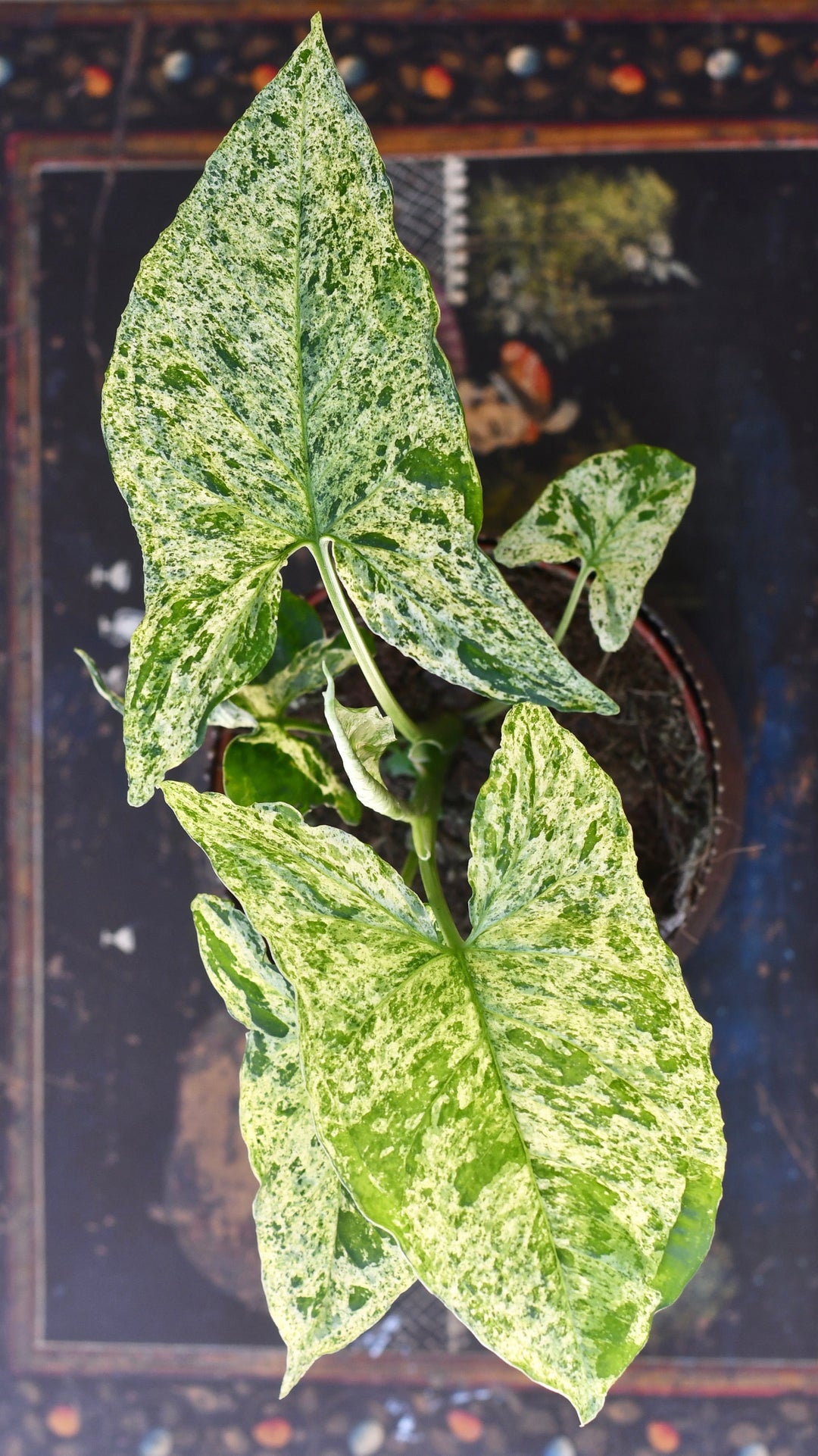 Syngonium Podophyllum | Mottled Arrowhead Plant
