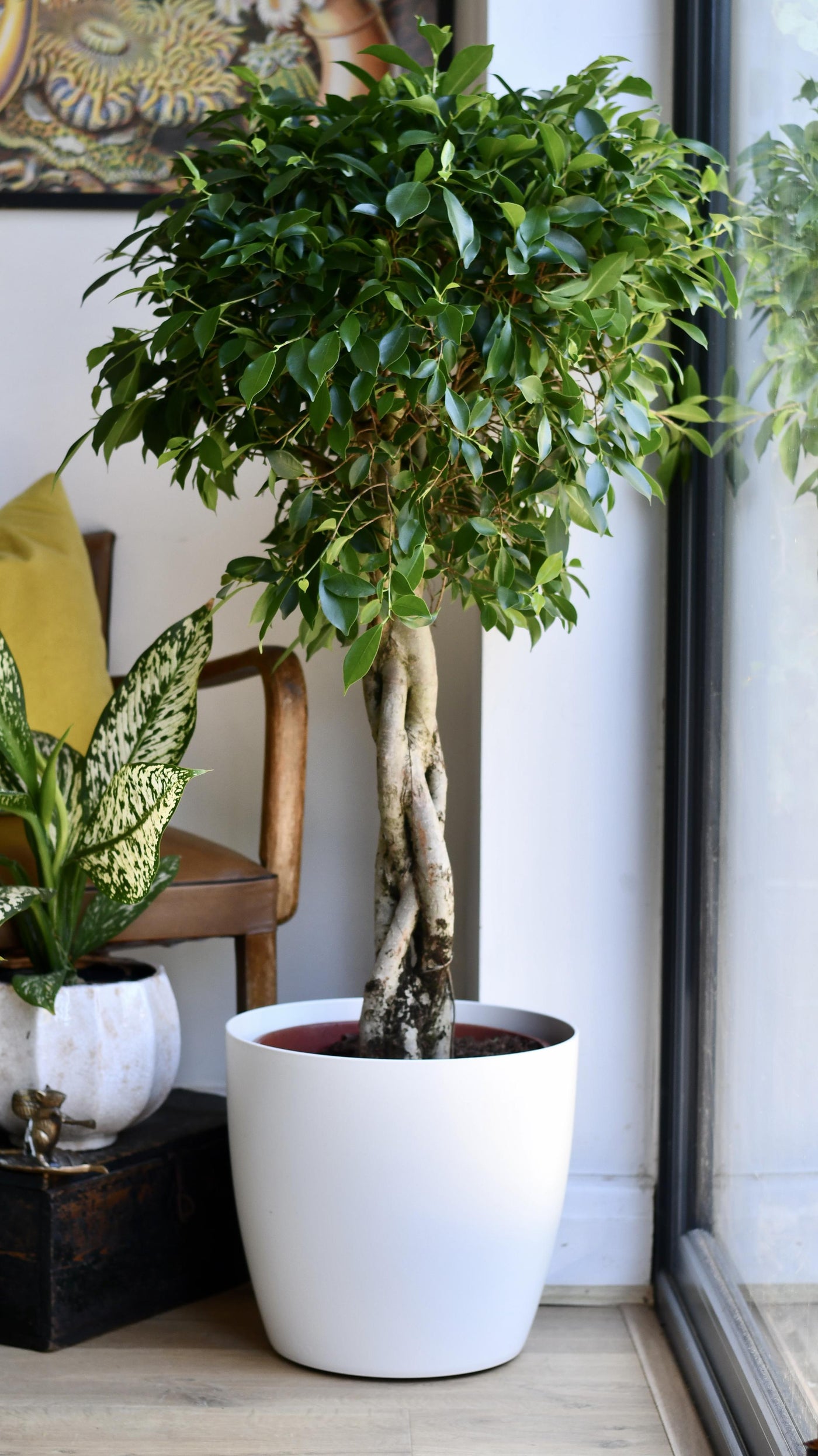 indian house plant Indian Laurel | Ficus Nitida | Happy Houseplants
