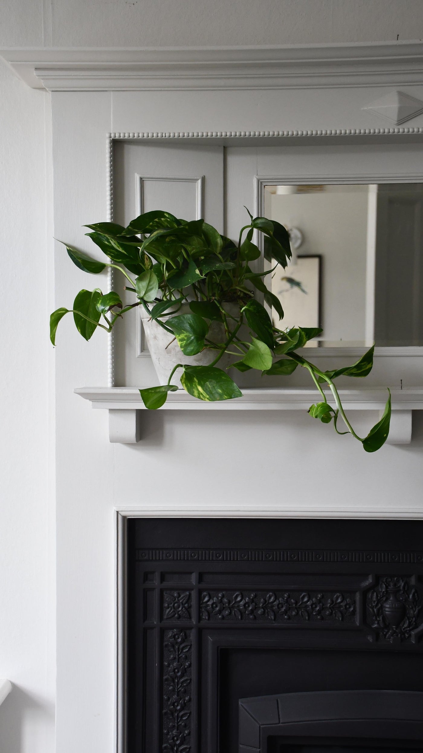 devil's ivy poisonous house plants Epipremnum Aureum | Devil's Ivy
