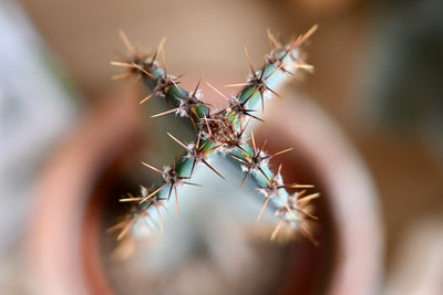 Tall Cereus Peruvianus 'Blue' (Blue Cactus)