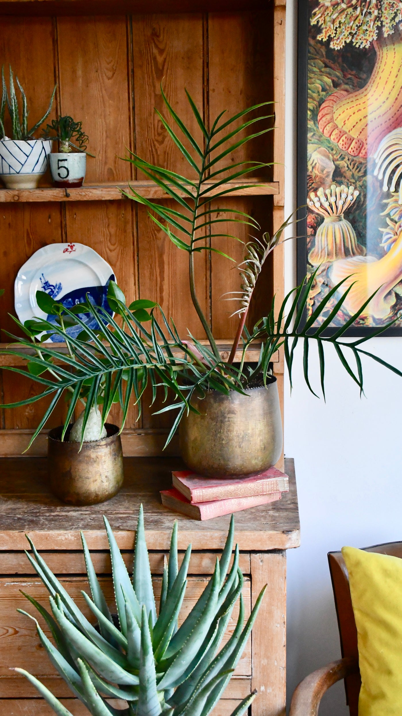 Philodendron Tortum *Rare*