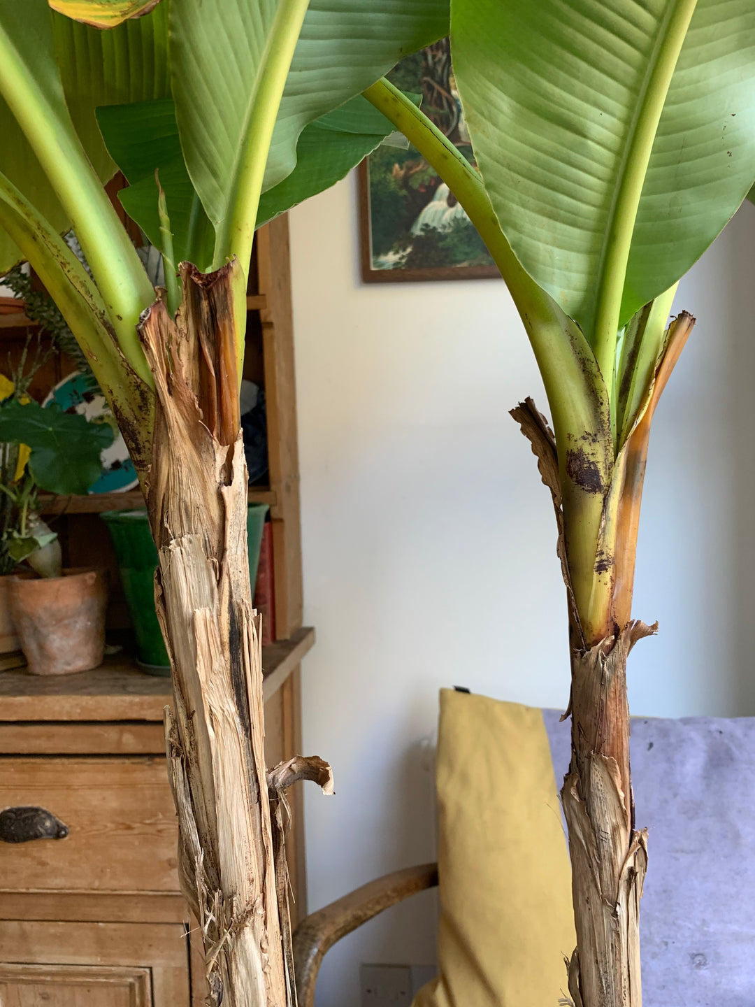 japanese banana plant indoor Musa basjoo | Japanese Banana