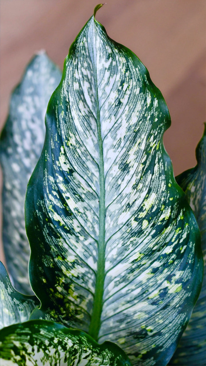 Dieffenbachia Maculata Tiki