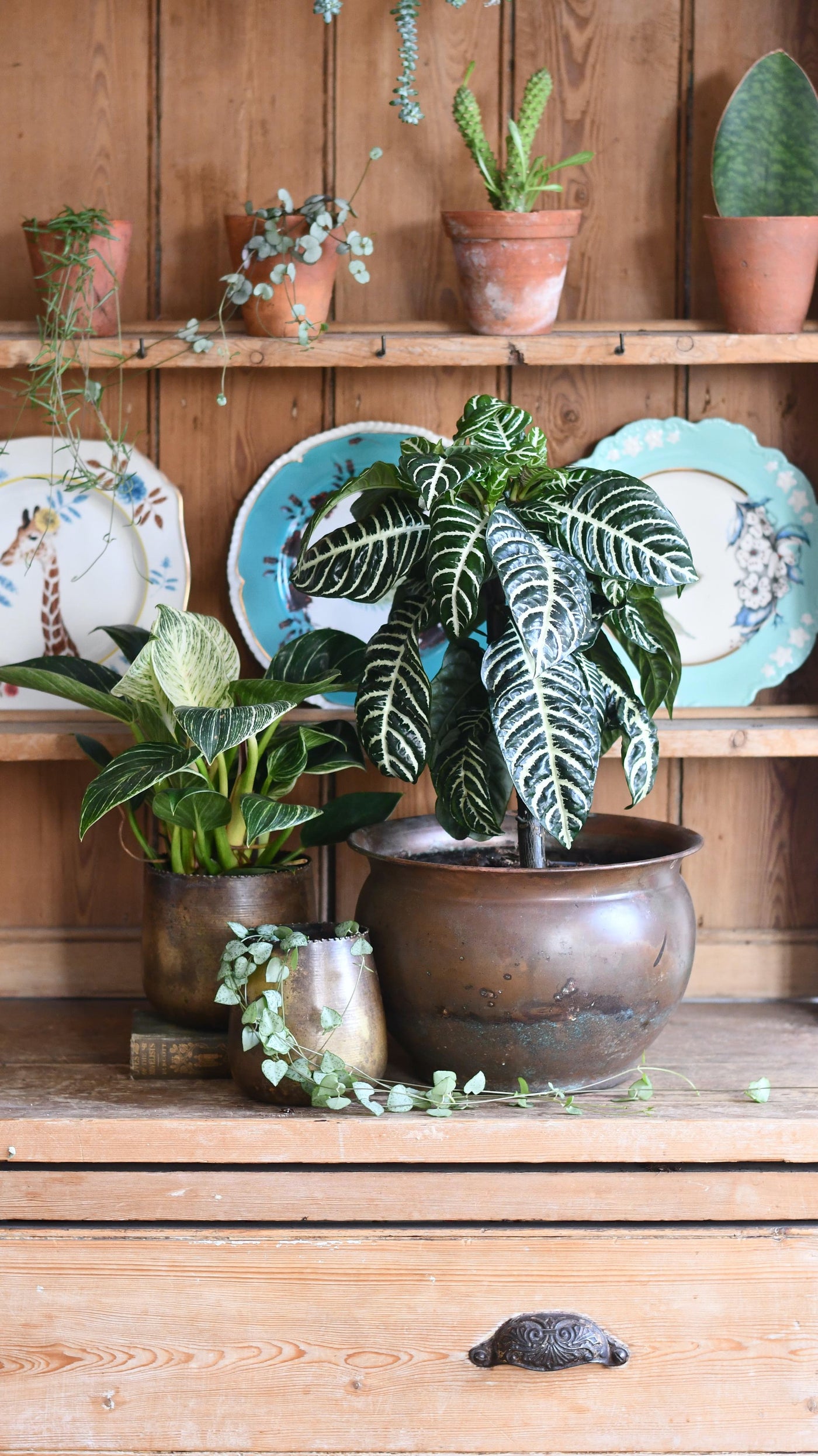 Aphelandra Squarrosa