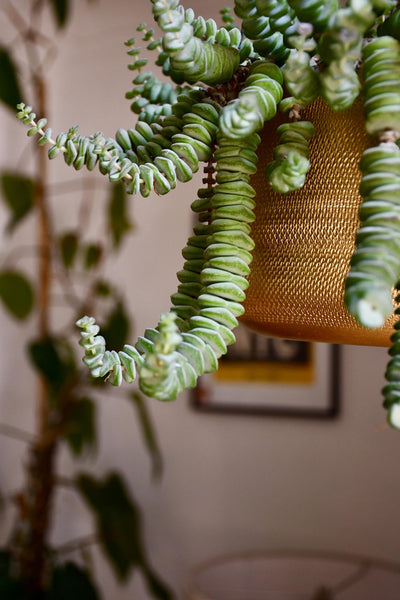 Crassula Marnieriana - Crassula Hottentot