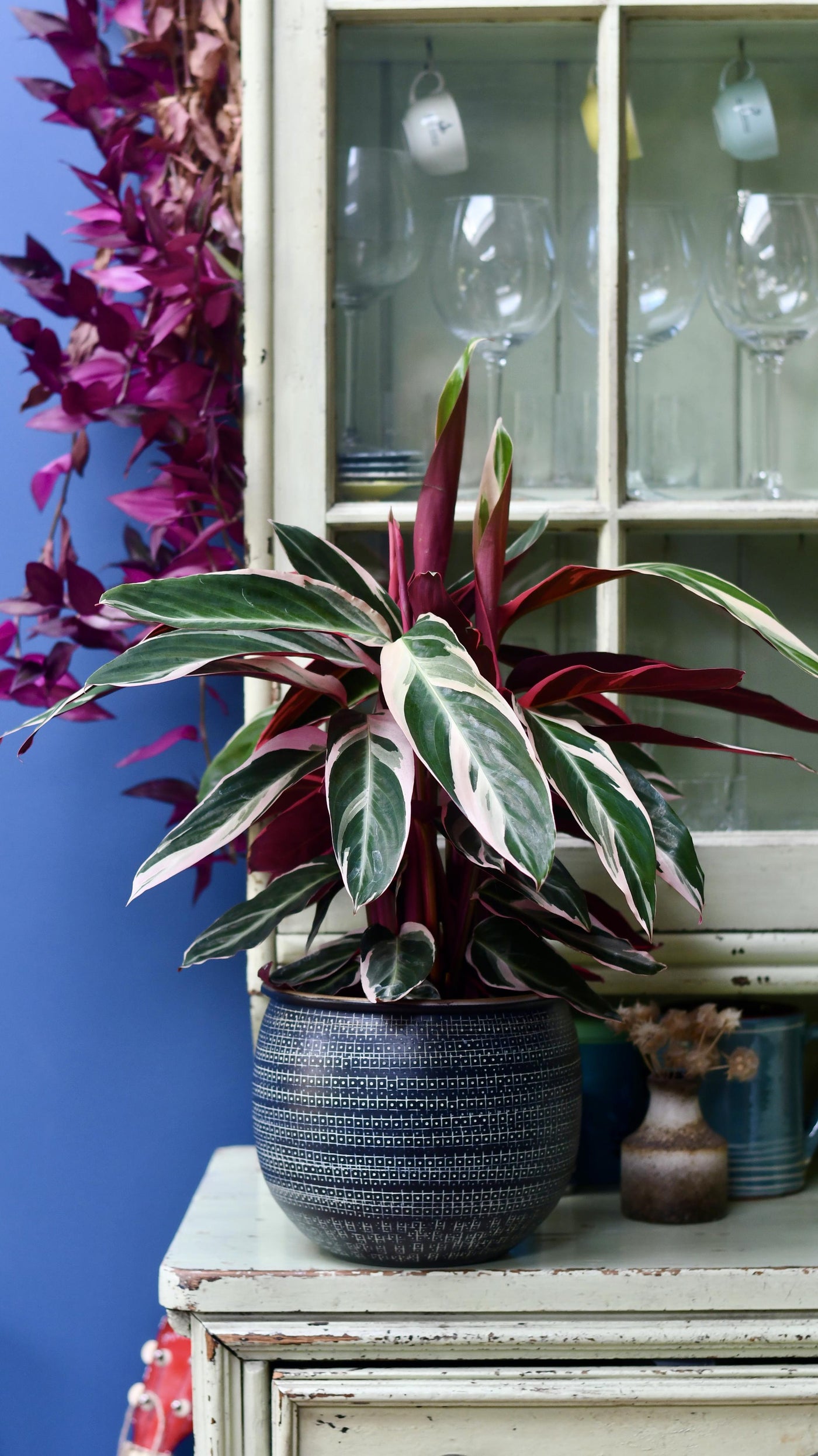 Calathea Stromanthe Triostar & Tembesi Pot