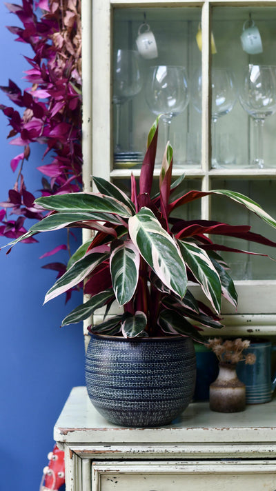 Calathea Stromanthe Triostar & Tembesi Pot