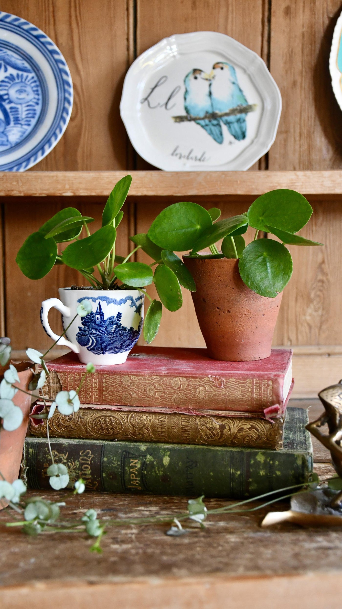 Pilea Peperomioides - Baby Plant