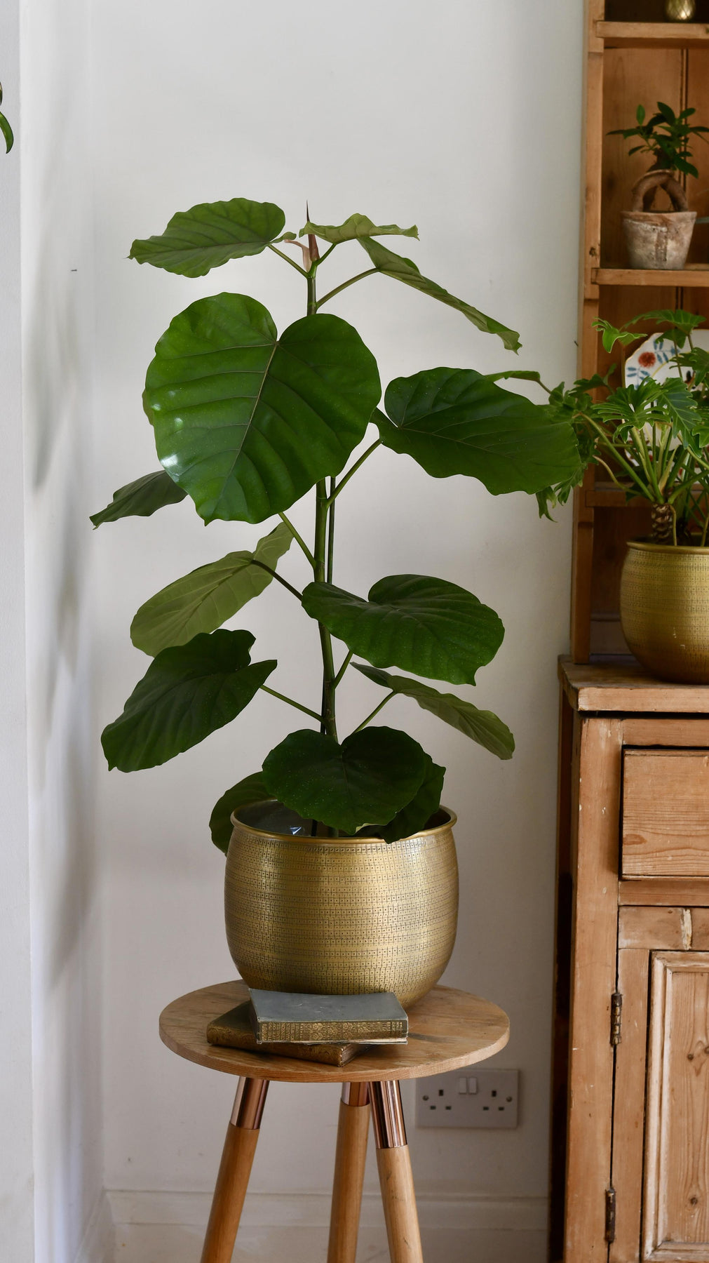 Rare Ficus Tree Ficus Umbellata Tree | Rare Ficus | Happy Houseplants – Happy Houseplants