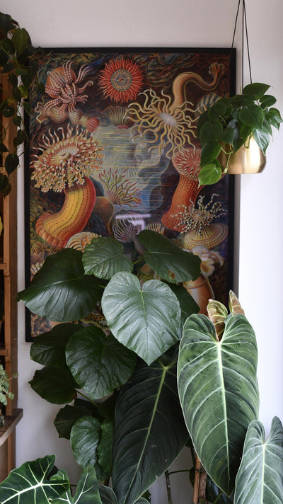 Philodendron Scandens and Atsu Brass hanging planter