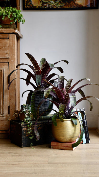 Vriesea fostering Red Chestnut