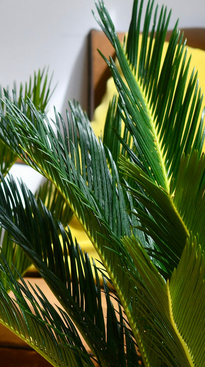 Cycas Revoluta - Sago Palm