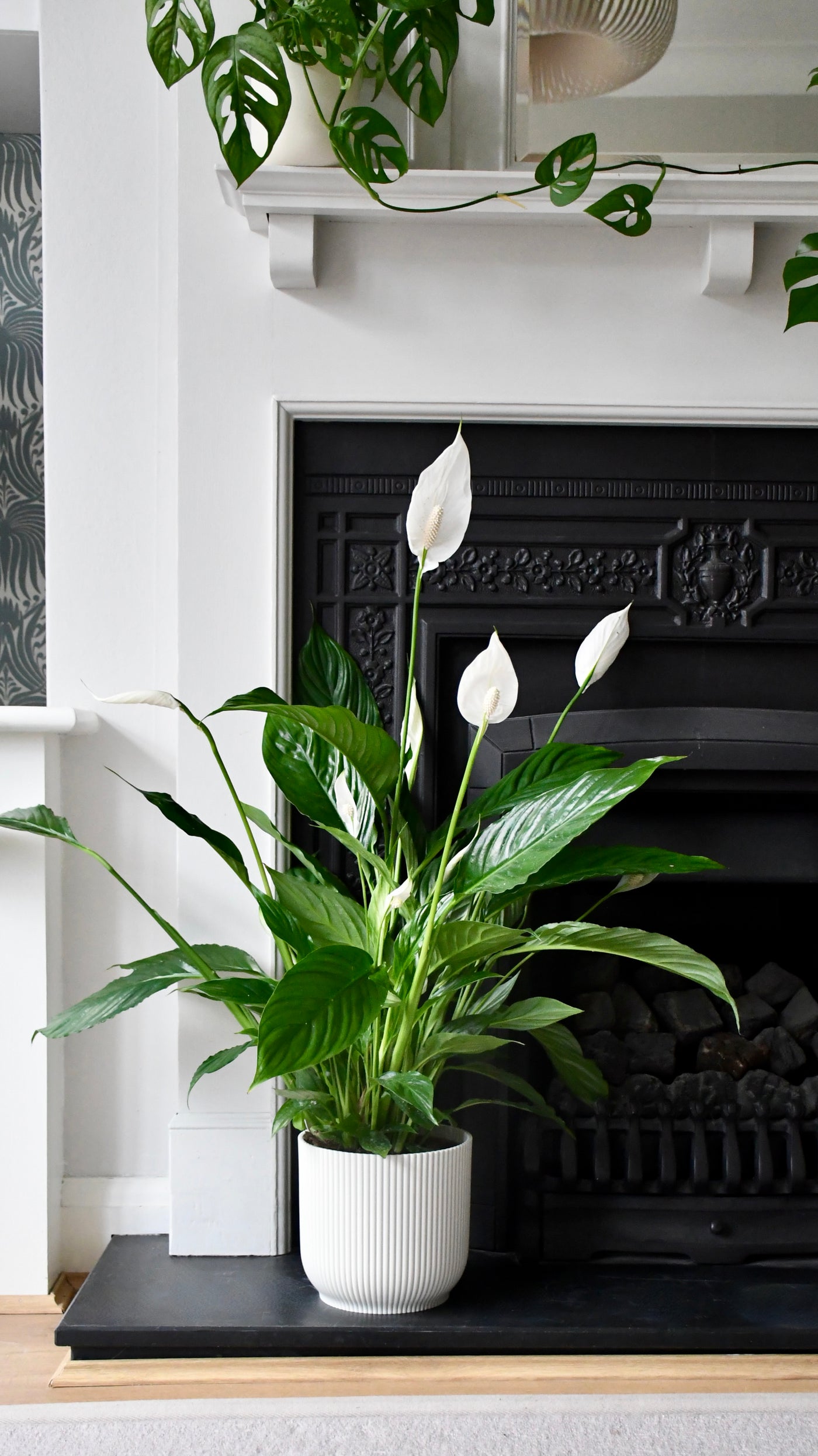 Spathiphyllum, Peace Lilly & Pot