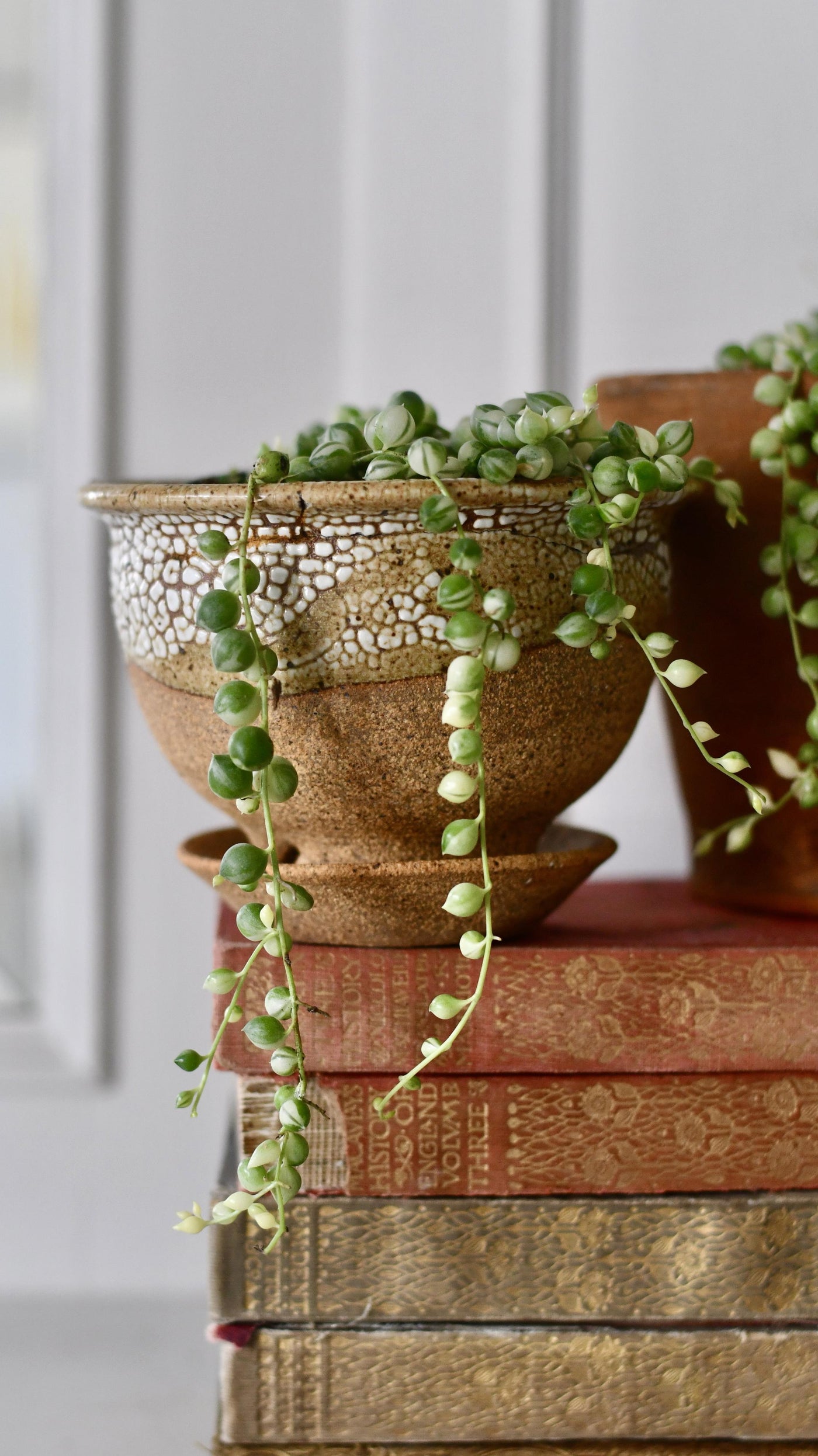 Variegated String of Pearls