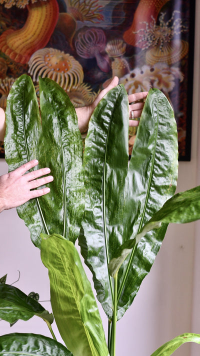 Split-Leaf Cyclanthus (Cyclanthus Bipartitus)