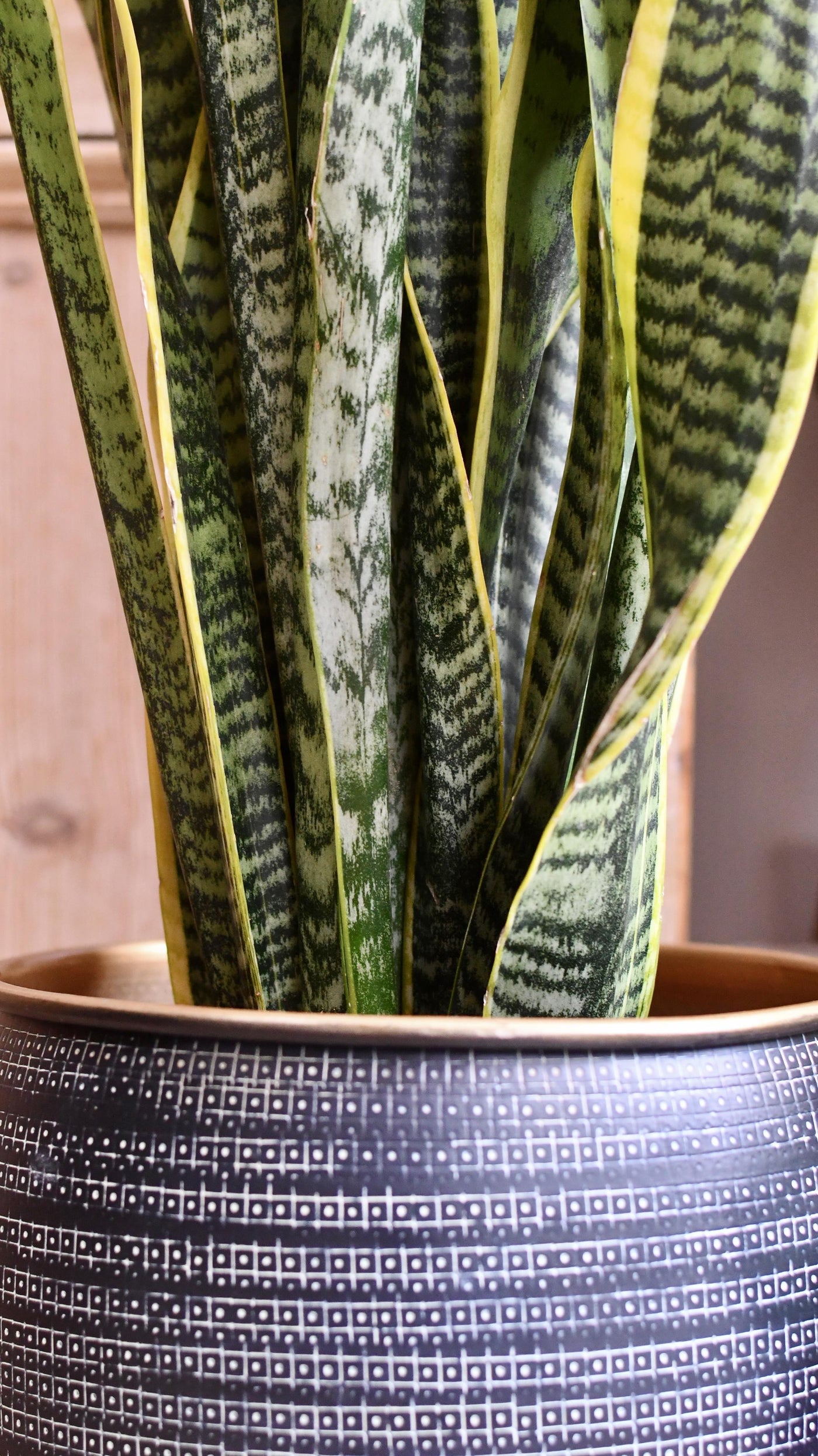 brass hammered flower pot snake plant Sansevieria Trifasciata Laurentii & Brass pot – Happy Houseplants
