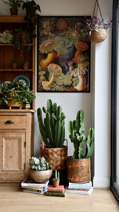 Euphorbia Erytrea