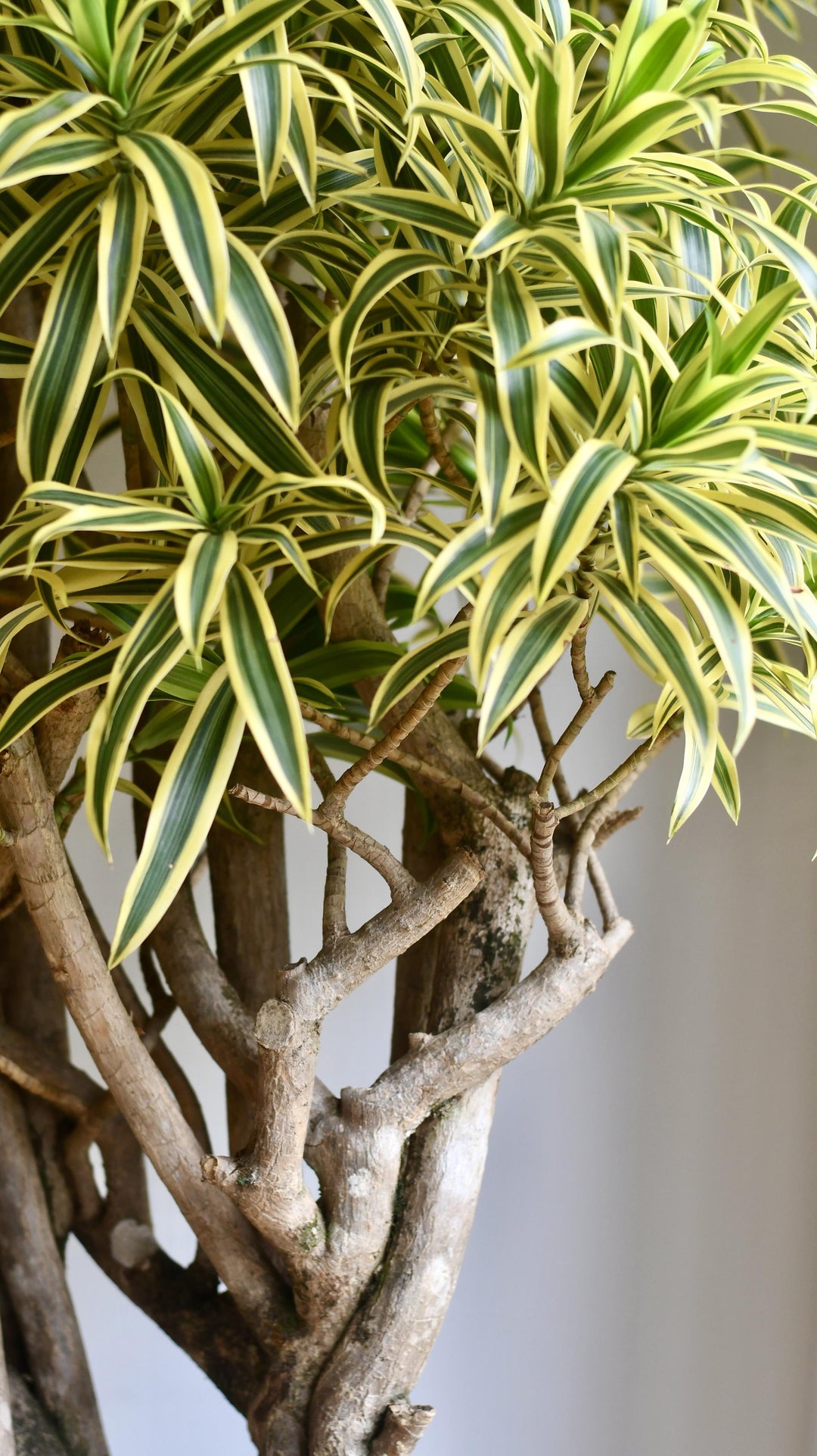 dracaena song XL Dracaena Reflexa Song of India – Happy Houseplants