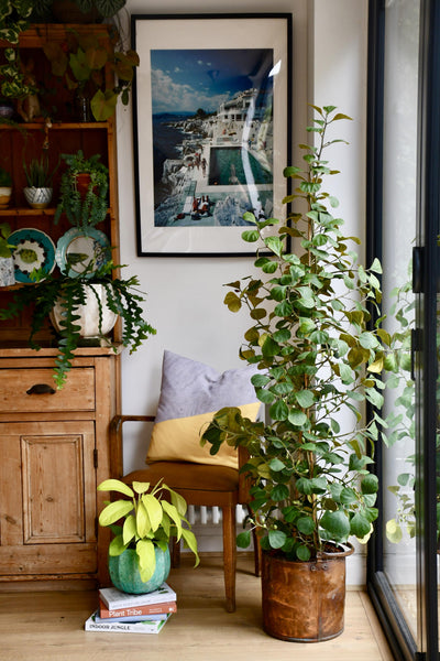 Ficus Deltoidea Olive Houseplant