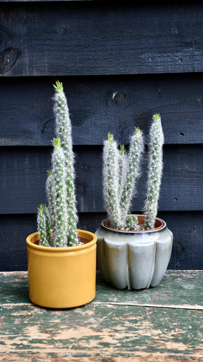 Opuntia Vestita Cristata *rare*