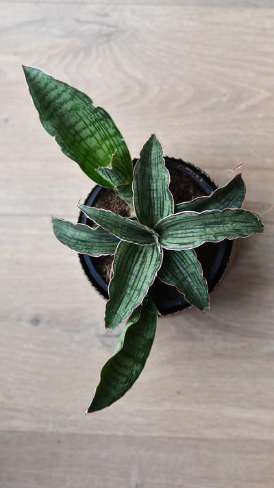 Sansevieria Star Green Granite -Silver Blue
