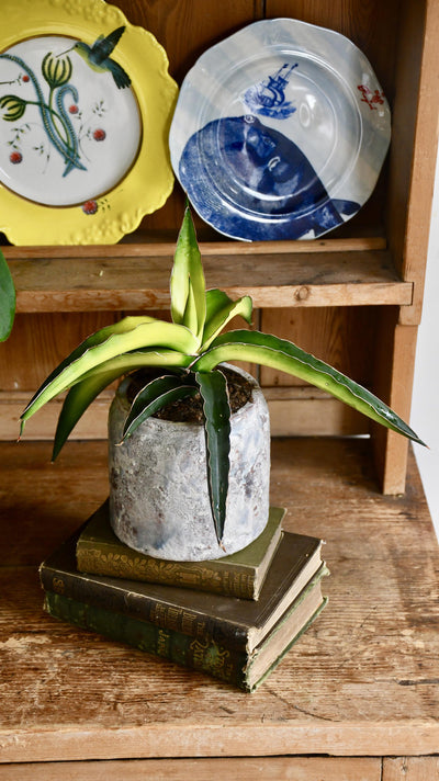 Star Canary Sansevieria