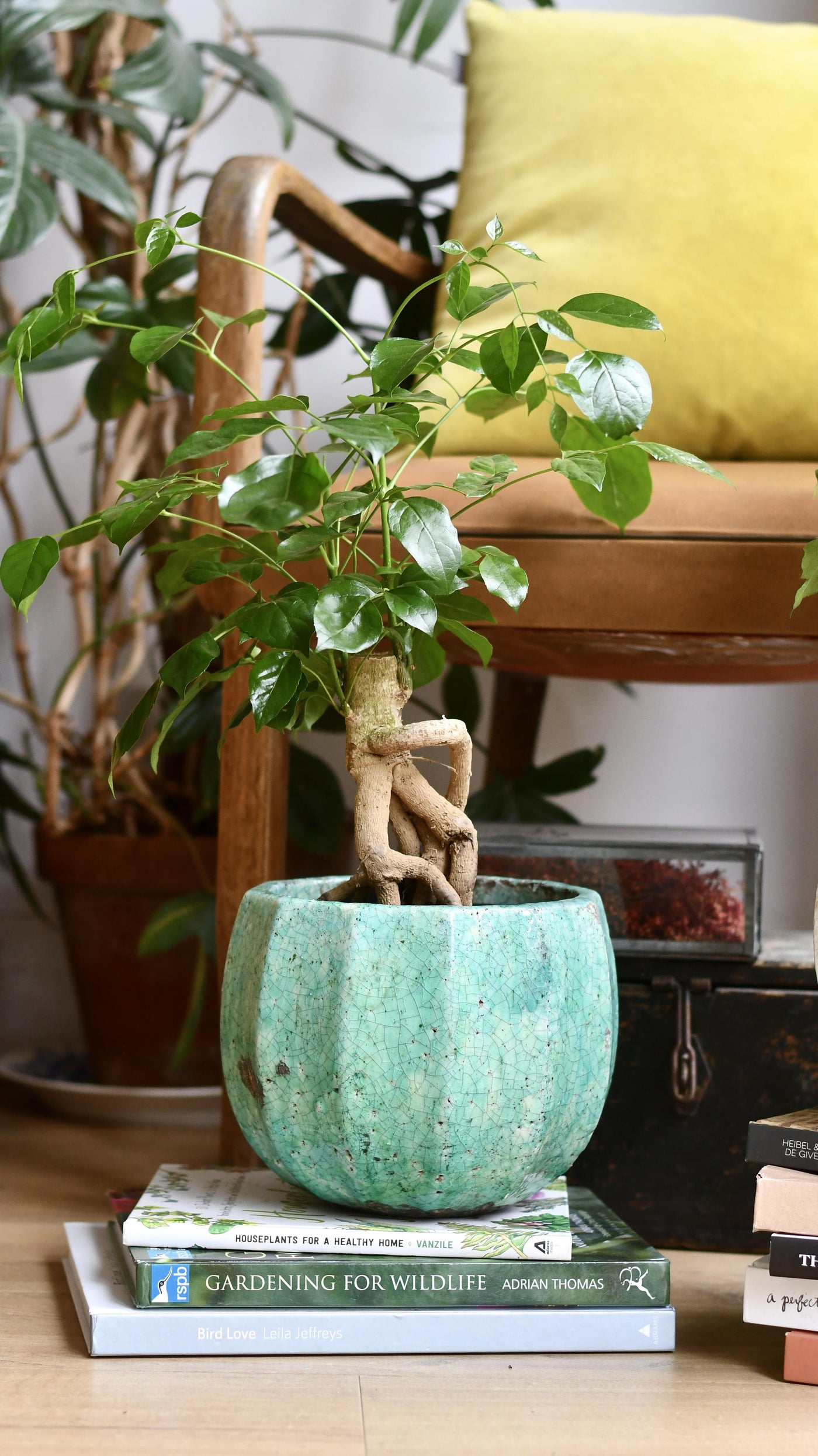 china doll bonsai tree Radermachera Sinica | China Doll Plant