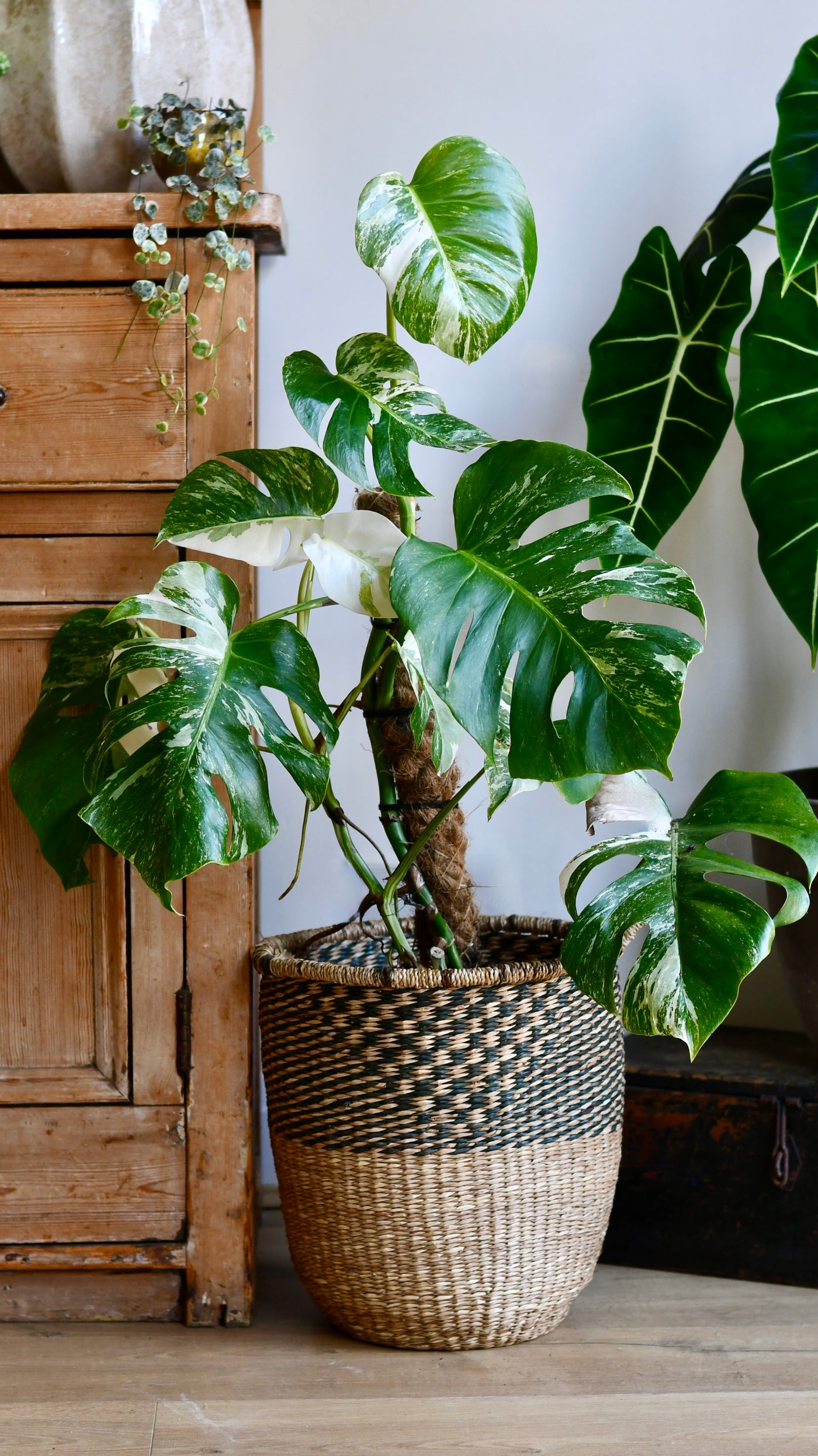 Variegated Monstera Deliciosa - Large