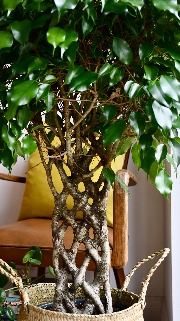 weeping fig indoor plant for sale Twisted Weeping fig