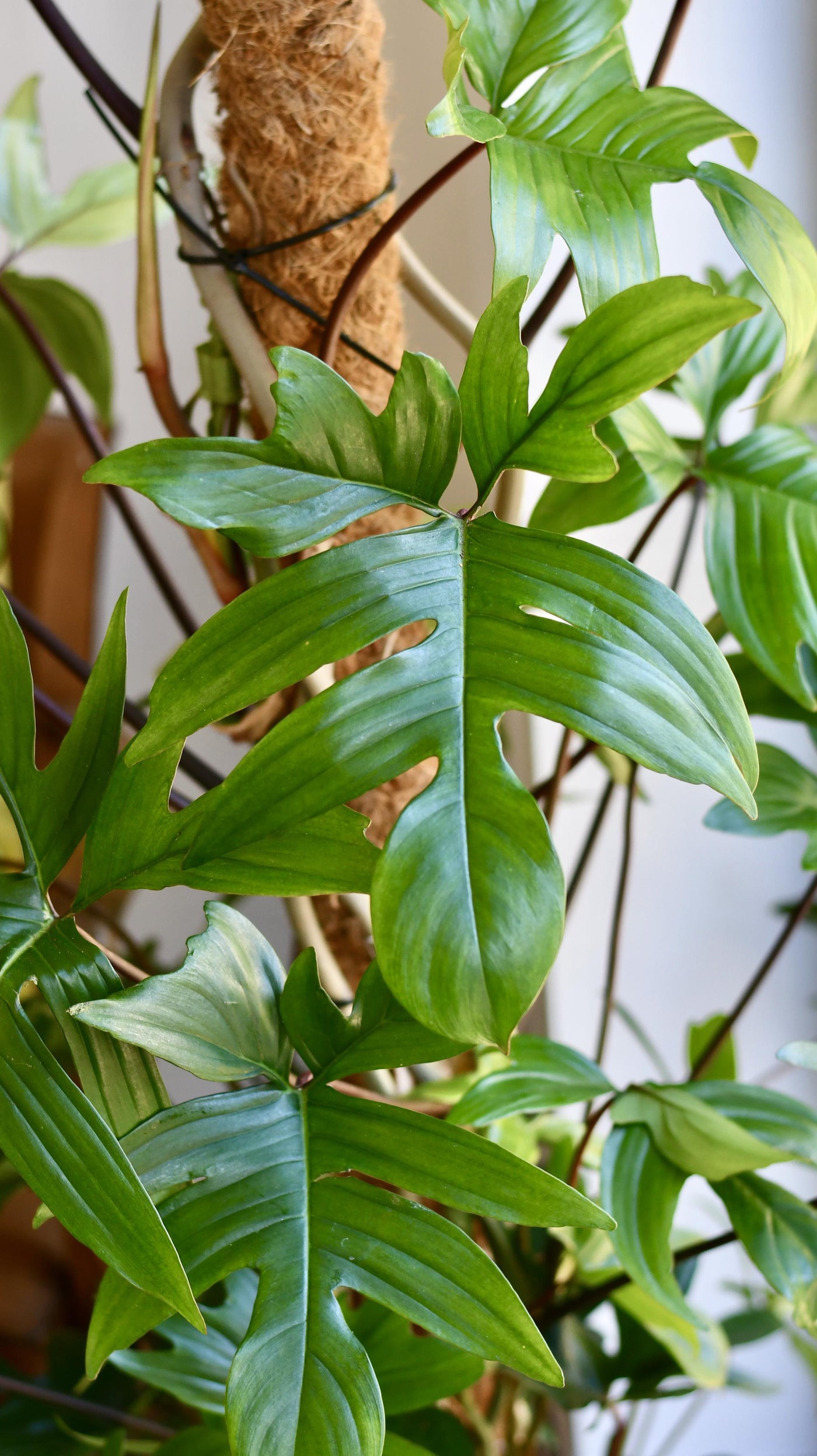 Philodendron Pedatum