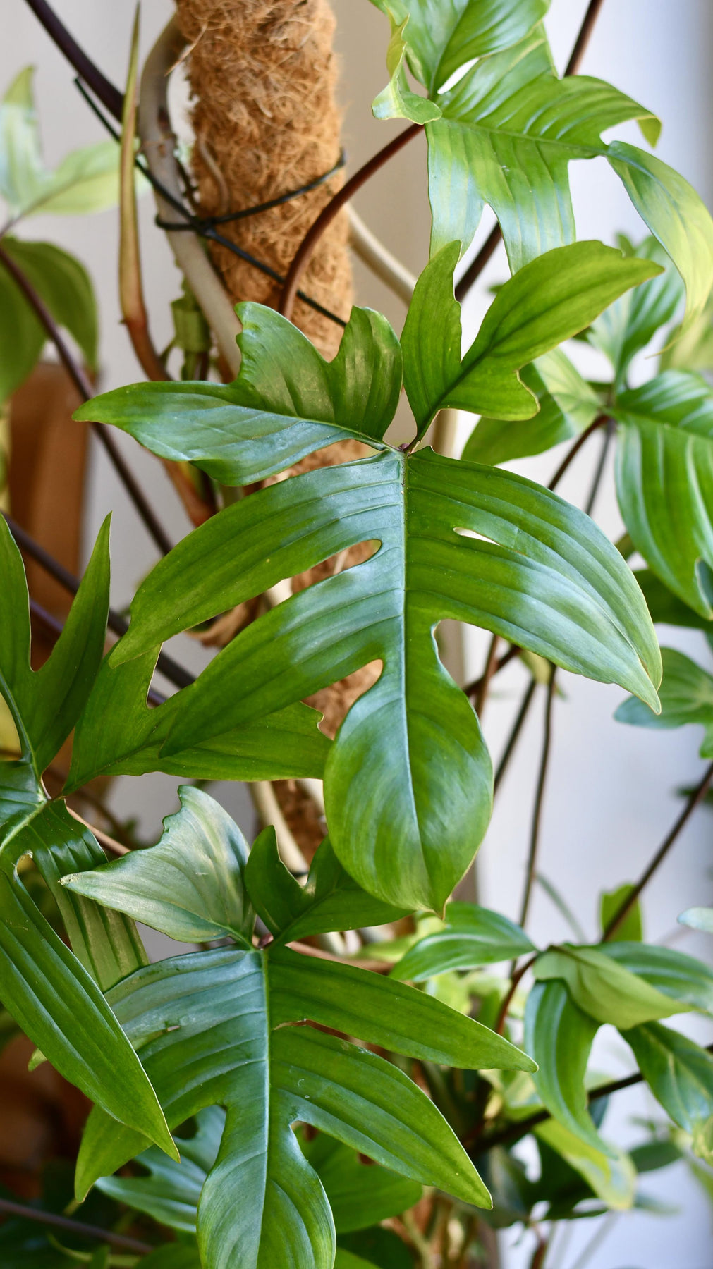 Philodendron Pedatum UK Delivery Happy Houseplants Happy Houseplants philodendron-pedatum-uk-delivery-happy-houseplants-happy-houseplants