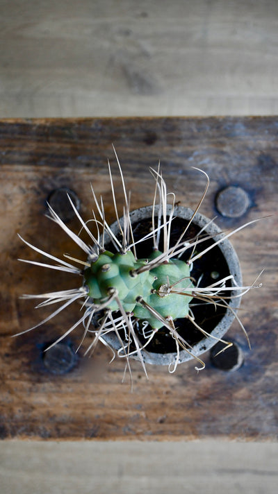 Tephrocactus Aoracanthus Var. P
